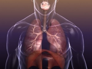 respiratory system in human body 3D 모델