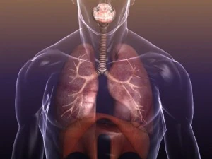 respiratory system in human body 3D Model