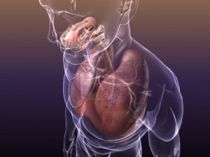 respiratory system in human body 3D 모델