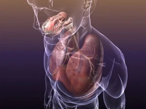 respiratory system in human body 3D Model