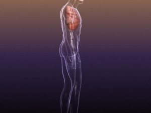 respiratory system in human body 3D 모델