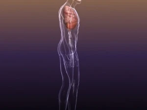respiratory system in human body 3D Model