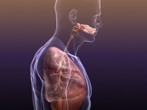 respiratory system in human body 3D 모델