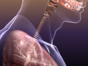 respiratory system in human body 3D 모델