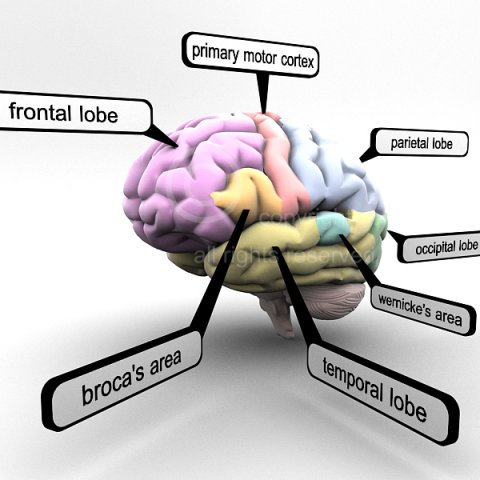 3d models educational brain with lobes regions parts names render ready 3D Model .c4d .max .obj .3ds .fbx .stl .blend 