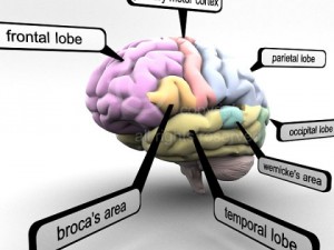 3d models educational brain with lobes regions parts names render ready 3D Model