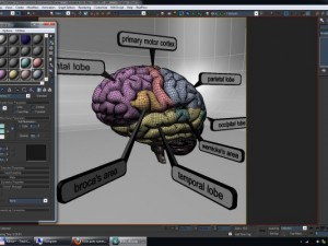 3d models educational brain with lobes regions parts names render ready 3D Model