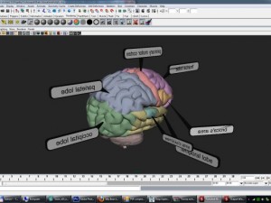 3d models educational brain with lobes regions parts names render ready 3D Model