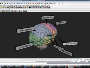 Modelos 3D c&eacute;rebro educacional com nomes de pe&ccedil;as de regi&otilde;es de l&oacute;bulos renderizados prontos Modelo 3D