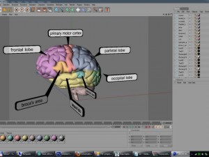3d models educational brain with lobes regions parts names render ready 3D Model