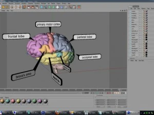 Modelos 3D c&eacute;rebro educacional com nomes de pe&ccedil;as de regi&otilde;es de l&oacute;bulos renderizados prontos Modelo 3D
