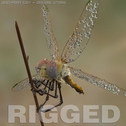 dragonfly rigged 3D Model .c4d .max .obj .3ds .fbx .stl .blend 