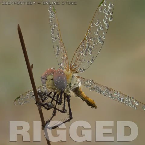 lib&eacute;lula manipulada Modelo 3D .c4d .max .obj .3ds .fbx .stl .blend 