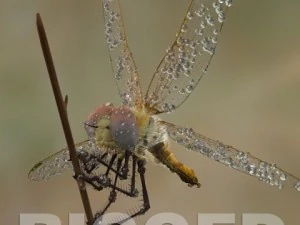 lib&eacute;lula manipulada Modelo 3D