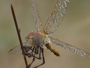 dragonfly rigged 3D Model
