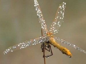 dragonfly rigged 3D Model