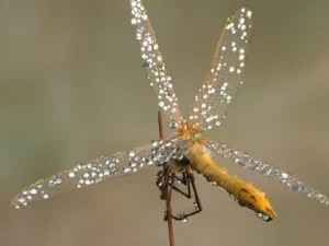 lib&eacute;lula manipulada Modelo 3D