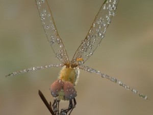 dragonfly rigged 3D Model