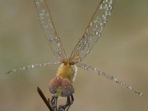 lib&eacute;lula manipulada Modelo 3D