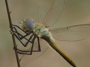 dragonfly rigged 3D Model