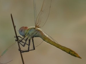 dragonfly rigged 3D Model