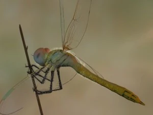 lib&eacute;lula manipulada Modelo 3D