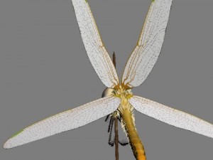 dragonfly rigged 3D Model