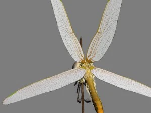 lib&eacute;lula manipulada Modelo 3D