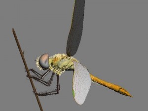 dragonfly rigged 3D Model