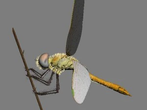 lib&eacute;lula manipulada Modelo 3D