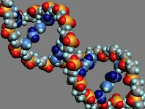 dna molecule 3D Model