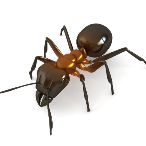 red ant Model 3D .c4d .max .obj .3ds .fbx .stl .blend 