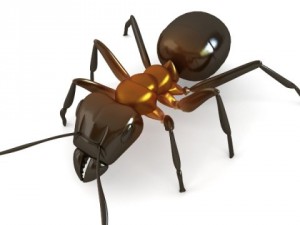 red ant 3Dモデル