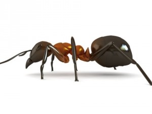 red ant Model 3D