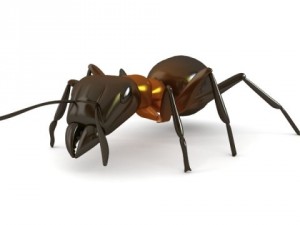 red ant Model 3D