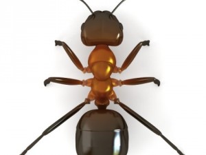 red ant Model 3D