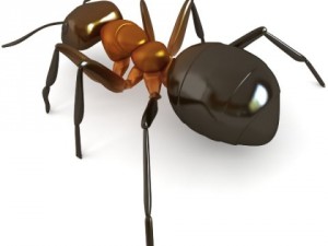 red ant Model 3D