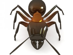 red ant Model 3D