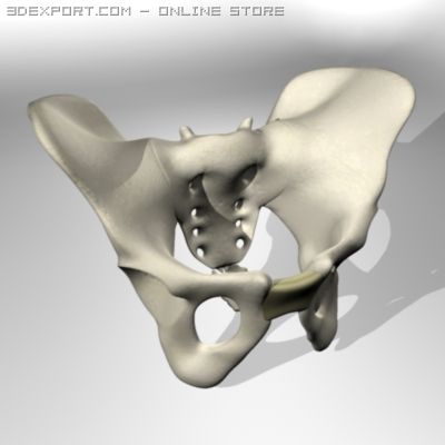 Human Pelvis Modelo 3d In Anatomia 3dexport