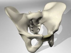 menselijk bekken 3D Model