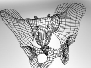 human pelvis Modèle 3D