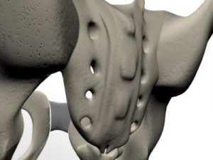 human pelvis Modèle 3D