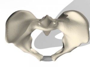 human pelvis Modèle 3D