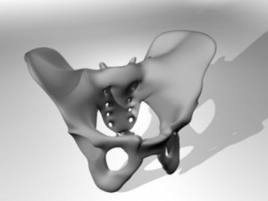 human pelvis Modèle 3D