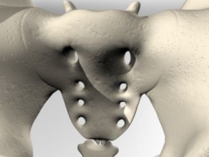 human pelvis Modèle 3D