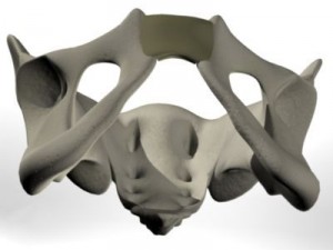 human pelvis Modèle 3D