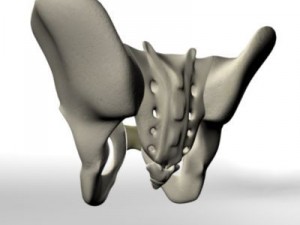 human pelvis Modèle 3D