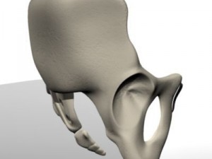 human pelvis Modèle 3D