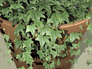 ivy plant 3D Model