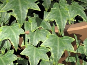 ivy plant 3D Model